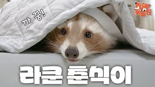 (SUB) 61 juta penayangan! Bintang Panas Choonsik Muncul😍🦝ㅣChoonsik