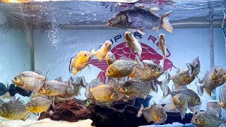 Piranha Feeding Frenzy: Not Just Chaos, But a Plan.