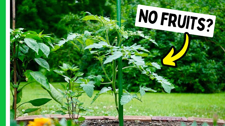Here's Why Your Plants Aren't PRODUCING 🍅