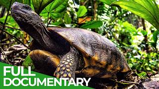 Uncharted - The Beautiful World of the Amazon | Free Documentary Nature