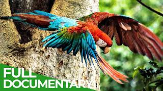 Uncharted - The Beautiful World of the Amazon | Free Documentary Nature