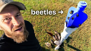 We Fed Japanese Beetles to our Chickens (for $30)