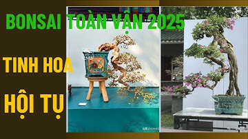 Chiêm Ngưỡng 80 Tuyệt Tác Bonsai Lĩnh Nam – Nơi Tinh Hoa Thiên Nhiên Gặp Gỡ Tinh Thần Toàn Vận