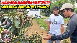 Download lagu Petani Alpukat Wajib Tahu! Hama Ini Menyerang di Fase Paling Krusial