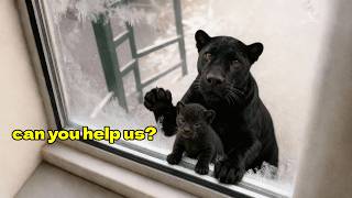 He took in a frozen mother black panther and her cubs — Days Later something unbelievable happened!