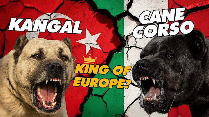 Cane Corso vs Kangal: Which Dog is the True King of European Guardians?| BCC Earth
