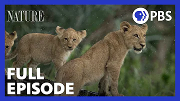 Big Cats: Small World: Landlords | PBS NATURE Documentary