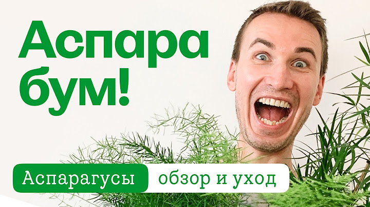 Аспарагус. Обзор и условия выращивания.