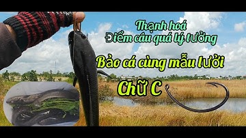 Thạnh hoá điểm câu cá lóc quá lý tưởng anh em cần thủ không thể bỏ qua