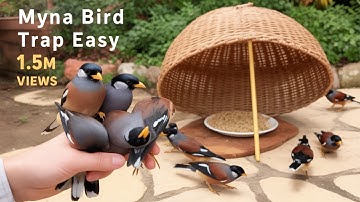 Myna Bird Trap Easy || Trapping Myna Birds in Seconds - DIY Stick Basket Trick || Quick bird trap