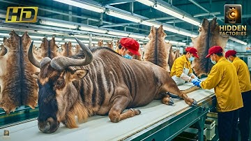 Inside the Wildebeest-Leather Factory: From Massive Hide to Luxury Fashion (Full Process)