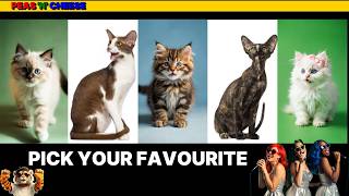 Choose Your Favourite Pedigree Kitten and Cat (Pt 1)