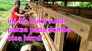 Sukses ternak domba dengan metode kawin paksa