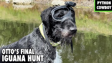 Otto’s Last Iguana Hunt