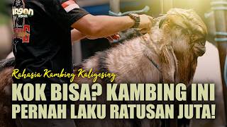 Dari 2 Ekor Kambing, Jadi Ratusan Ekor! Jual 1 Ekor Kambing Bisa Beli Rumah Cash