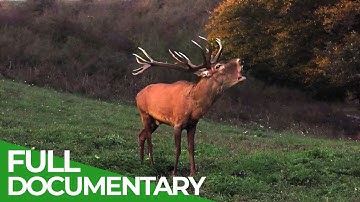 Seasons of the Forest: Journey Through The Untouched Wilderness of Hungary | Free Documentary Nature