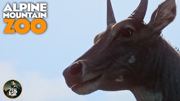 Building a Mountain Habitat for Nilgai in Planet Zoo! | Alpine Mountain Zoo