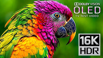 ONLY OLED TEST | 16K VIDEO ULTRA HD | Dolby Vision 16K HDR