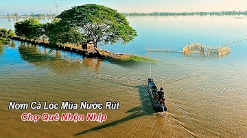 Slangenkopvis vangen in het laagwaterseizoen – Een geweldige dag om vis naar de markt te brengen