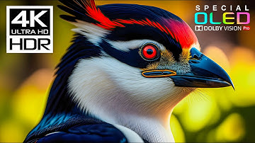 Amazing Cinematic 4K videos with Music for Sleep | 4K HDR Dolby Vision 60fps