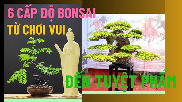 Sáu cấp độ Bonsai – Bí Quyết Thưởng Thức Nghệ Thuật Bonsai Trung Hoa#bonsai #六品盆景 #thưởngthứcbonsai