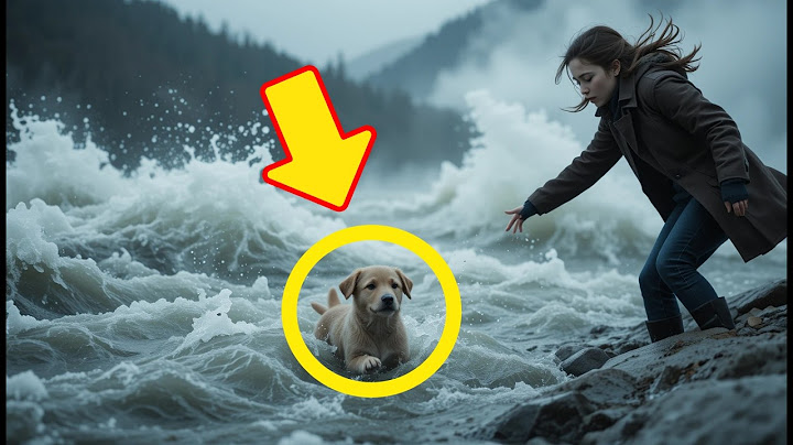 Blind Puppy Rescued From River, Finds New Home With Caring Family #animallovers #storytime