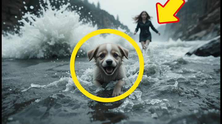Blind Puppy Rescued From River, Finds New Home With Caring Family #animallovers #storytime