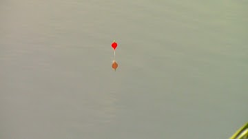 Cận cảnh cá đè phao siêu đẹp mắt | đóng phát mất chạy câu lục cần tay vẫn là chân ái