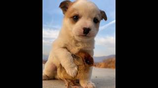 A dog protecting a chick, other dogs, rabbits, ducklings and cats are so cute #5529 - #video,#dog