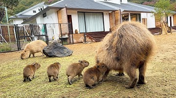 Baby Capybaras!? Staying at Japan’s Capybara Resort Hotel! | Izu Animal Villa