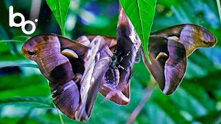 Paris Mysteries: A Silkworm Farm Hidden in Montmartre? | Butterfly | Insect | BOREALES