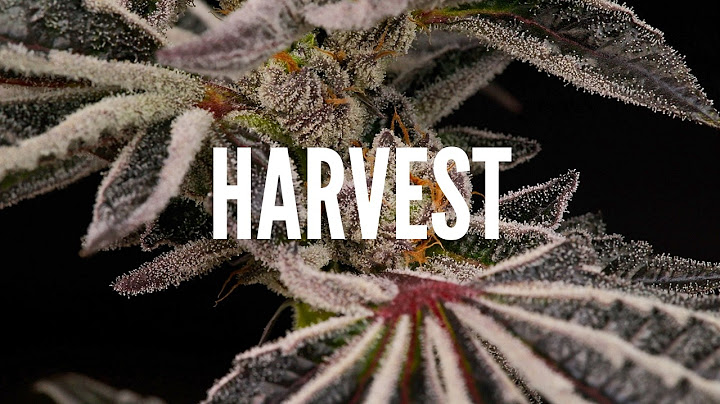 BIGGEST Harvest Yet! 500+ Plants - Greenhouse Harvest + Indoor into Live Rosin (the press club)