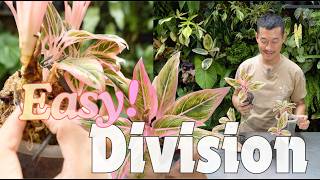 Onlyplants   Aglaonema Lotus Delight