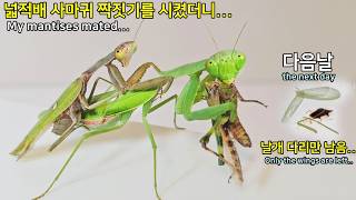 My Asian Giant Mantises Mated—And The Next Day Was a Nightmare.