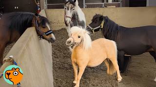 Tiny Horse Makes The Whole Herd Laugh 24/7 | Cuddle Buddies