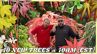 These Japanese Maples are Gonna look Great in YOUR Landscape MrMaple.com 10@10 | Oct 7 2025!