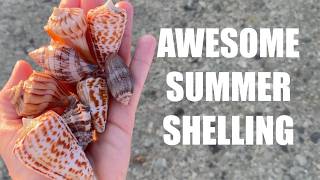 The shelling was better than it should be. Alphabet cones were everywhere!