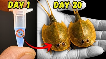 I Raised Dinosaurs (200 Million Years Old)