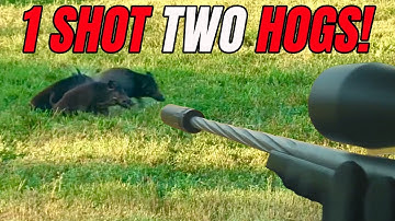 11 Hogs and Deer SMOKED in ONE VIDEO! | Bucks and Hog KILLSHOTS!