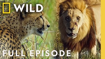 Armies & Empires (Full Episode) | Savage Kingdom Compilation | Nat Geo Animals
