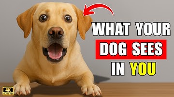 Je hond denkt niet dat je een mens bent – ​​de reden is ONGELOOFLIJK!