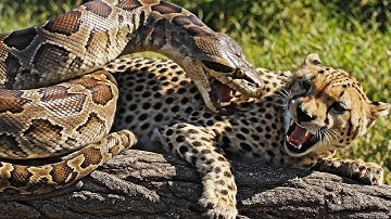 Terrifying Giant Python Attack — Dramatic Team Effort to Save a Helpless Mother Cheetah
