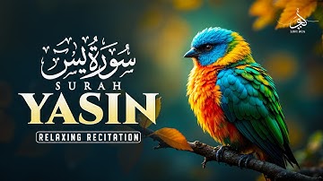 Surah Yaseen (Yasin) سورة يس | Ultimate Lofi Quran for Deep Sleep & Inner Calm #lofiquran
