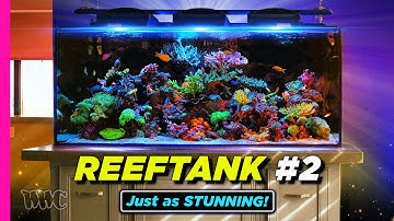 200-Gallon Mixed Reef Tank: Stunning Details & Livestock