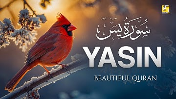 Surah Yasin (Yaseen) سورة يس | This Will Touch Your Heart and Soul إن شاء الله | Zikrullah TV