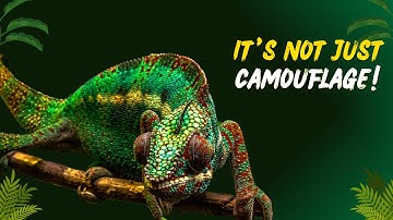 Why Do Chameleons Change Color? The Real Reason Revealed!