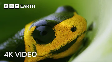 Incredible 4K Nature Scenes Narrated By David Attenborough | BBC Earth