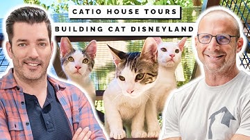 🐱 Inside Cat Disneyland: this Catio is NEXT LEVEL (You