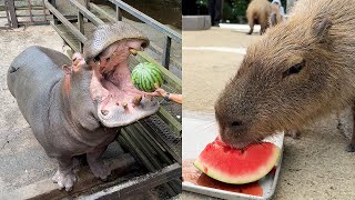 Hippos vs Capybaras! Who’s Cuter in the Watermelon Battle?🍉