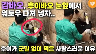 후이바오 어릴 때부터 지금까지 이어지는 유독 사랑스러운 특징 🐼 누가봐도 확신의 막내